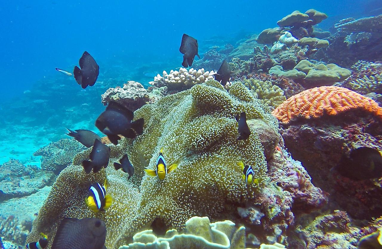 Puri Asu Resort Palau Asu Bagian luar foto
